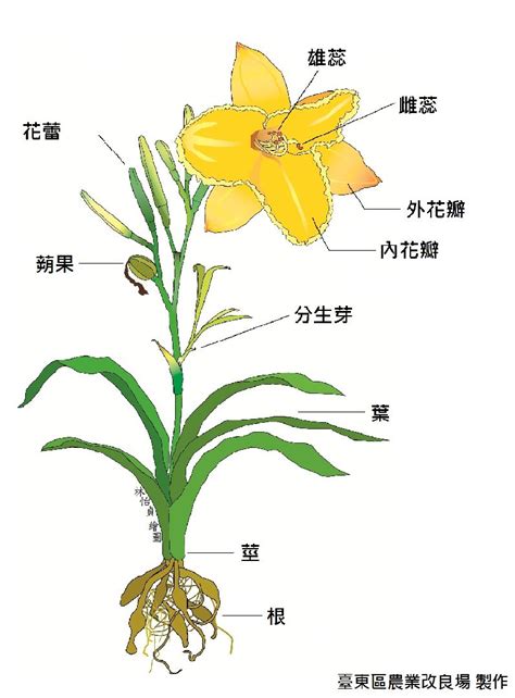 花根 意思